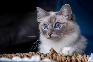 Heilige Birma Rasseportrait