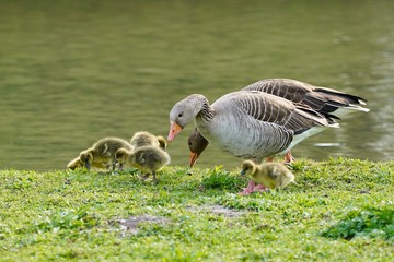 Familie Graugans - Nahrungsaufnahme