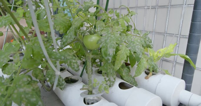 Water pipe farm of tomato