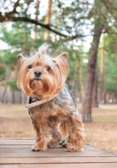 Dog Yorkshire Terrier