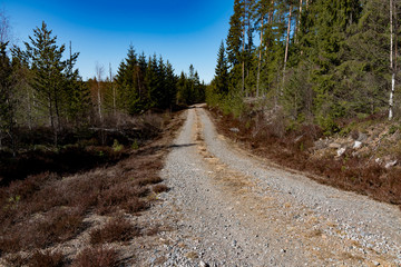 Fototapeta na wymiar gravel road in a swedish forest spring 2019