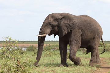Afrikanischer Elefant / African elephant / Loxodonta africana