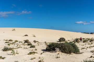 Fototapeta na wymiar Desert of Fuerteventura on Canary Islands in Spain