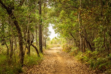 Nature pathway in forest tunnel background