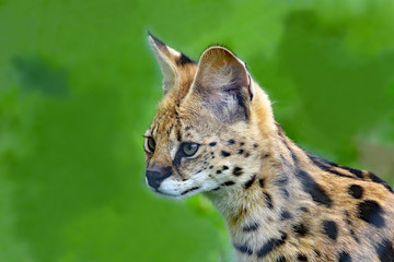 Portrait de Serval
