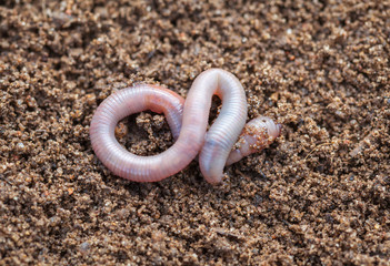 Earthworm in soil - closeup shot - Image