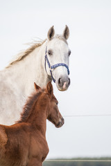 Obraz premium Pferde Schimmelstute mit Fohlen Warmblut Springpferd