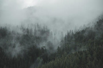 Foggy forest in a gloomy landscape in Slovakia