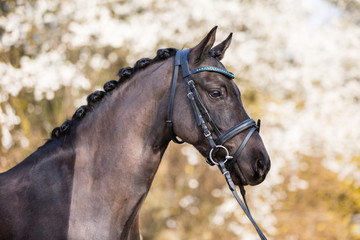 Pony Dressur Reitpony Hengst im Portrait