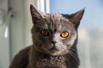 British Shorthair cat of grey color is looking