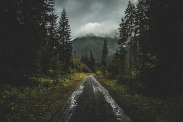 Road in the moody autumn forest, in Slovakia - obrazy, fototapety, plakaty
