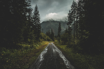 Road in the moody autumn forest, in Slovakia