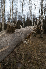 Old fallen decayed dry tree in the forest with birch trees in the background - Veczemju Klintis, Latvia - April 13, 2019