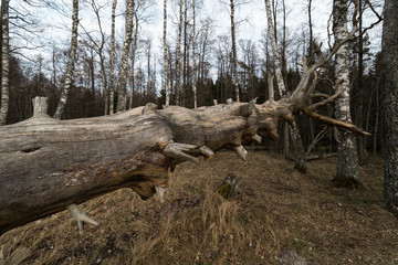 Old fallen decayed dry tree in the forest with birch trees in the background - Veczemju Klintis, Latvia - April 13, 2019
