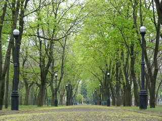 trees in the park