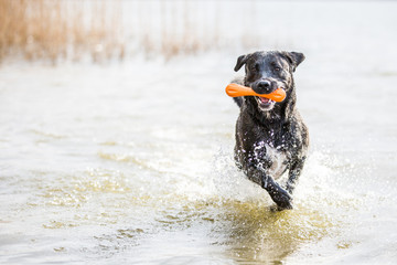 Hunde am See, Rüde spielt mit seinem Hundespielzeug im Wasser und rennt durch das kühle nass im...