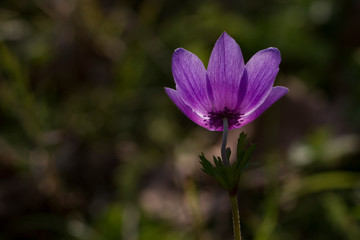 one anemone in Lila color