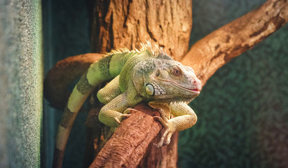 closeup of a chameleon on a branch, colorful iguana in the colors green and black, tropical reptile from madagascar