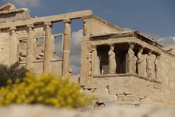 Fototapeta premium Athene