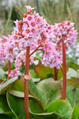 Blüten von Bergenia cordifolia 'Doppelgänger'