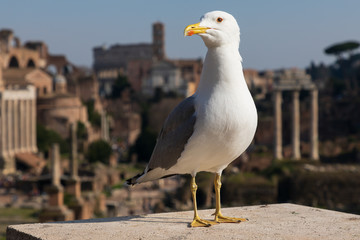 The gull in front of the Roman Forum