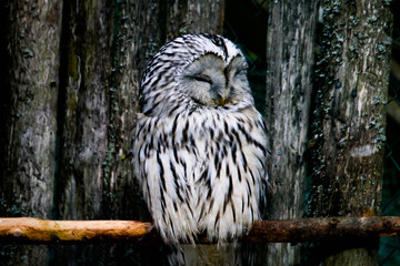 Spotty White Owl