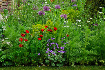 Colourful mixed planted flower border including Ladybird Poppies, Allium and grasses