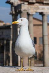 The gull in front of the Roman Forum
