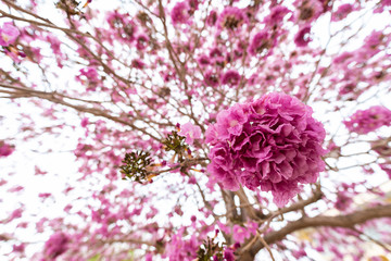 Fototapeta premium pink trumpet flowers on the tree