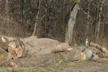 bunch of felled trees near a logging site waiting to be driven away. Felled tree in the forest. 