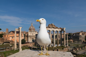 The gull in front of the Roman Forum