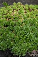  Saxifraga exarata flower in spring