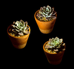 Succulent plant close-up Echeveria Orion in the earthen pot