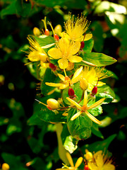  Hypericum or st Johns wort in a garden in Northern England