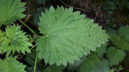 Fototapeta na wymiar Green Darkness Leaf In The Garden