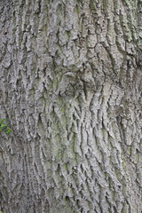 Close up of bark on a tree