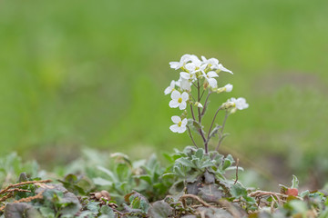 Close up of Lobularia maritima flowers (syn. Alyssum maritimum, common name sweet alyssum or sweet alison), a plant typically used as groundcover. Sweet Alyssum (Lobularia maritima) selective focus.