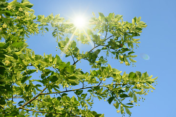 Frühling 475
