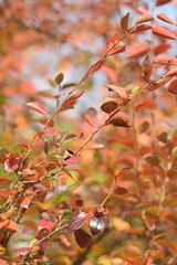 Autumn colors closeup