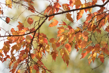 Autumn colors closeup