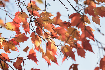 Autumn colors closeup
