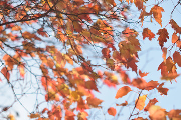 Autumn colors closeup