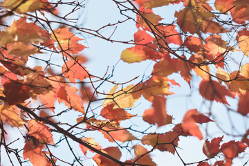 Autumn colors closeup