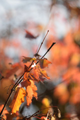Autumn colors closeup
