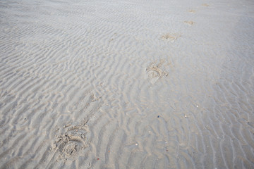 Hufspuren im Sand am Strand