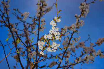 Japanese cherry tree in garden in Northern England