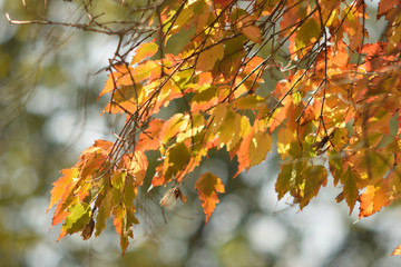 Autumn colors closeup