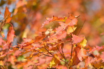 Autumn colors closeup
