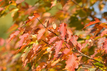 Autumn colors closeup