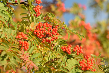 Fototapeta premium Autumn colors closeup